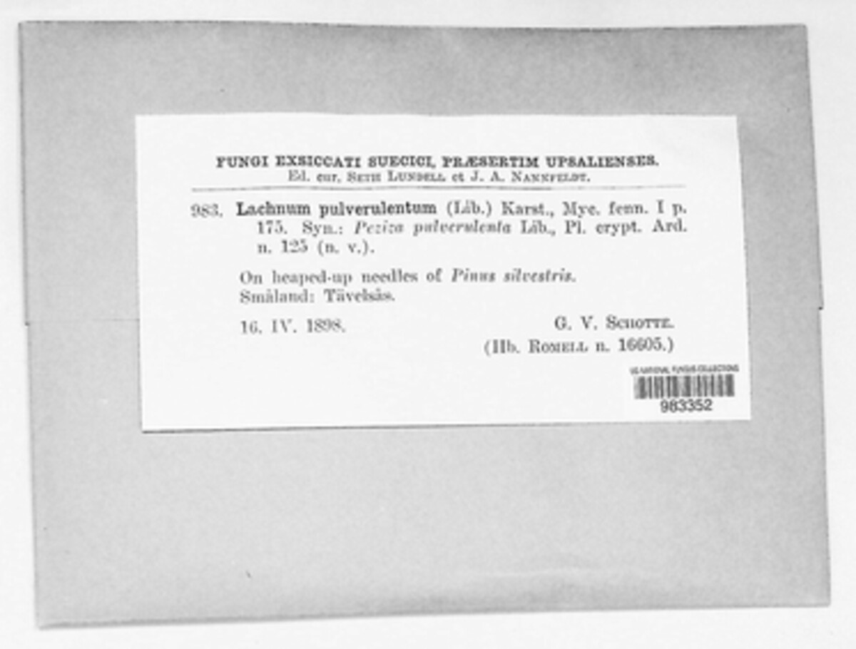 Lachnellula pulverulenta image